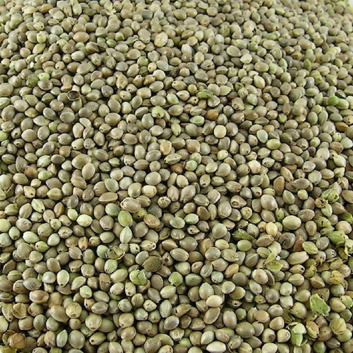 Hanf 15kg