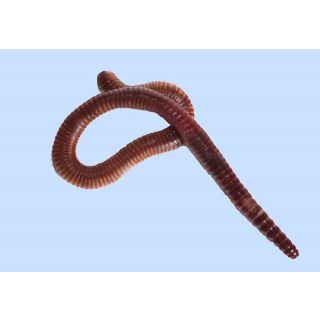 Super Dendro Wurmer 100st