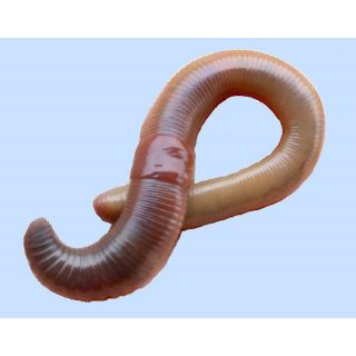 Tauwurm Giant Canadian 30st Bamidose